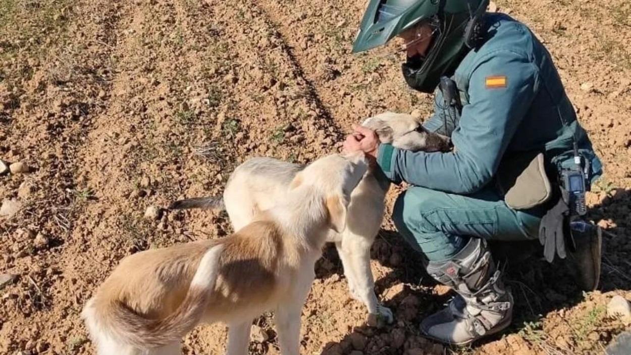 Agente de la Guardia Civil con dos perros. EP