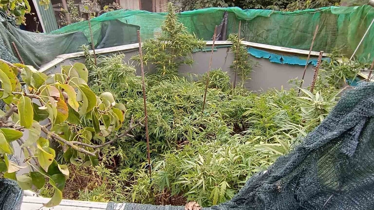 Marihuana intervenida que estaba oculta en un huerto de Casalarreina, en La Rioja. EP