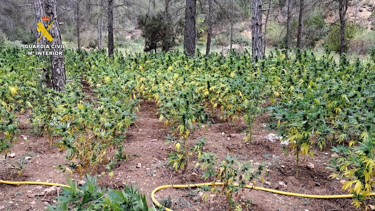 Desmantelan una plantación de marihuana con más de 8.500 plantas en Mira (Cuenca). EP