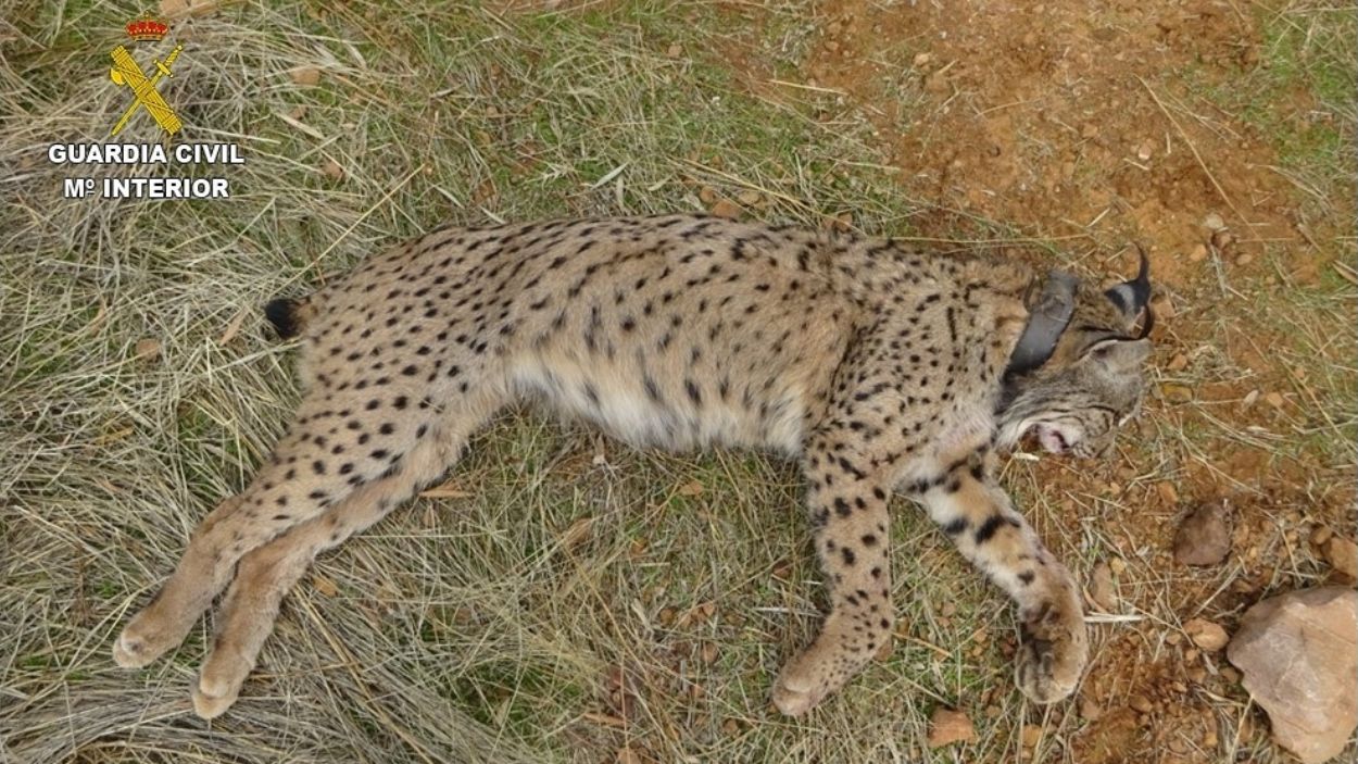 Un cazador mata al lince ibérico 'Salteado' mientras cazaba conejos en Villamanrique (Ciudad Real). EP
